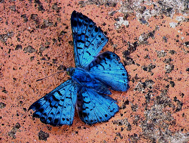 Blue Butterfly