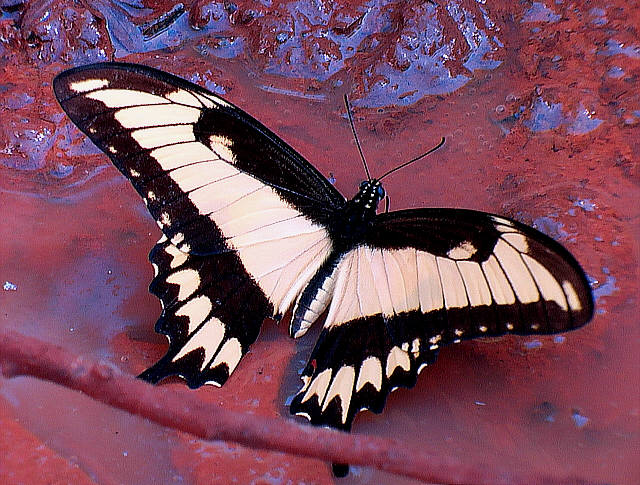 Butterfly of Iguazu