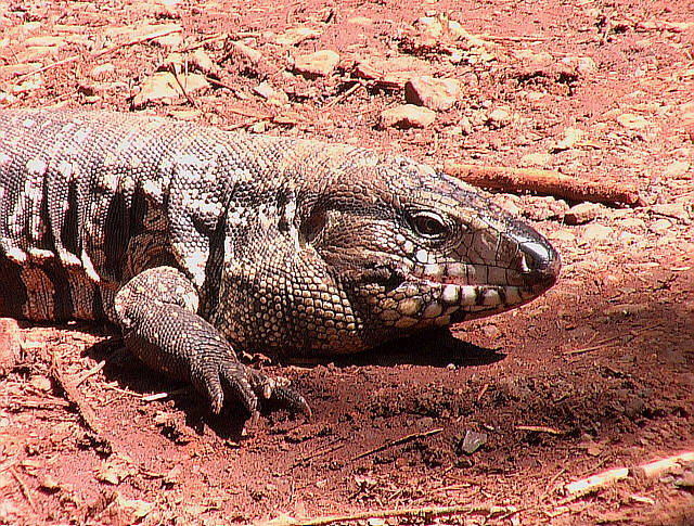 Iguane