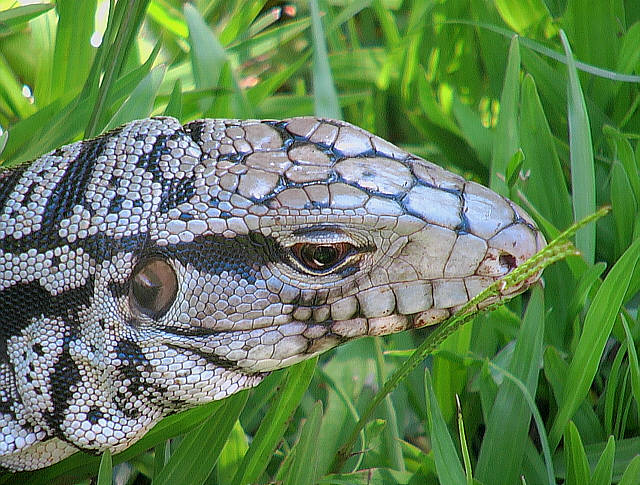 Iguane blanc