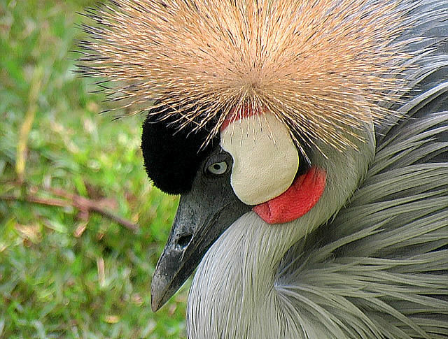 Crane