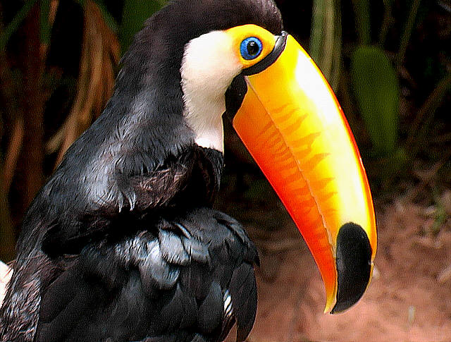 Grand Toucan 2