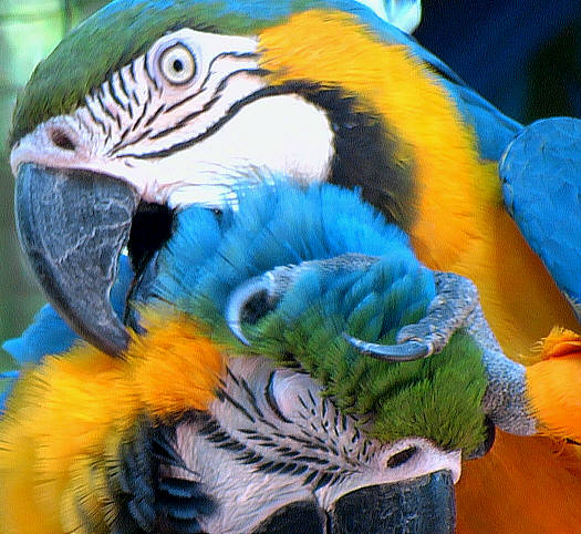 Tame Macaws detail