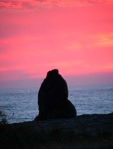 sealion at sunrise