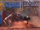 Derby rodeo a cheval