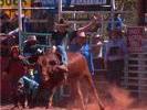 Derby rodeo sur vache