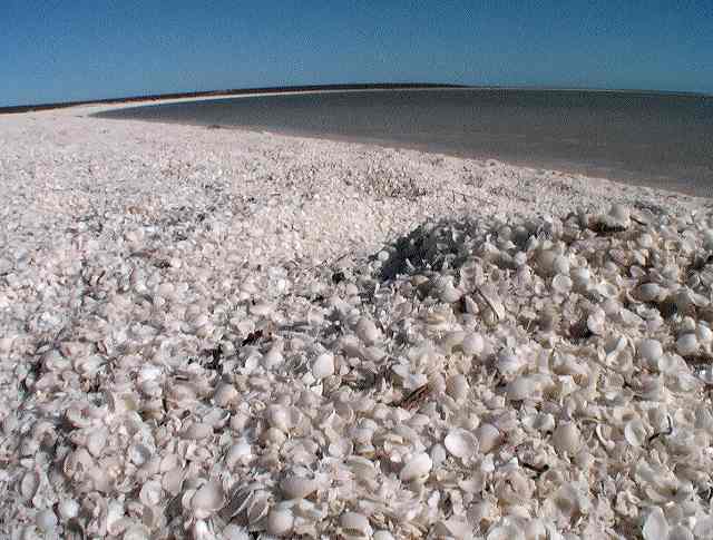 Shark Bay Shell beach