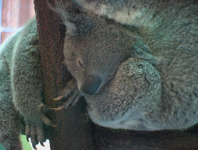 Cairns koala