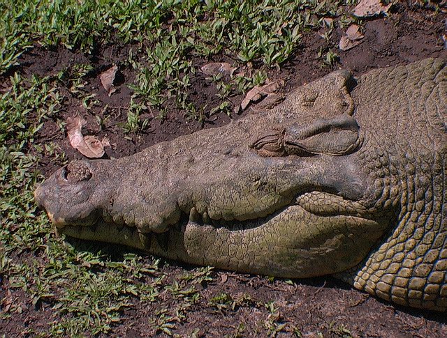 Darwin sourire du bush