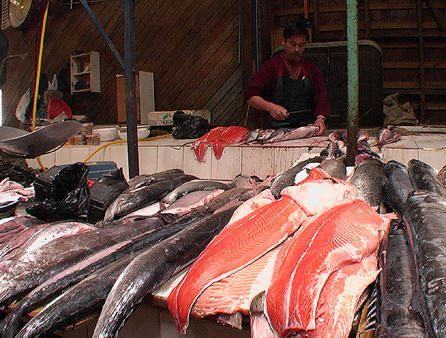 Castro mucho salmon