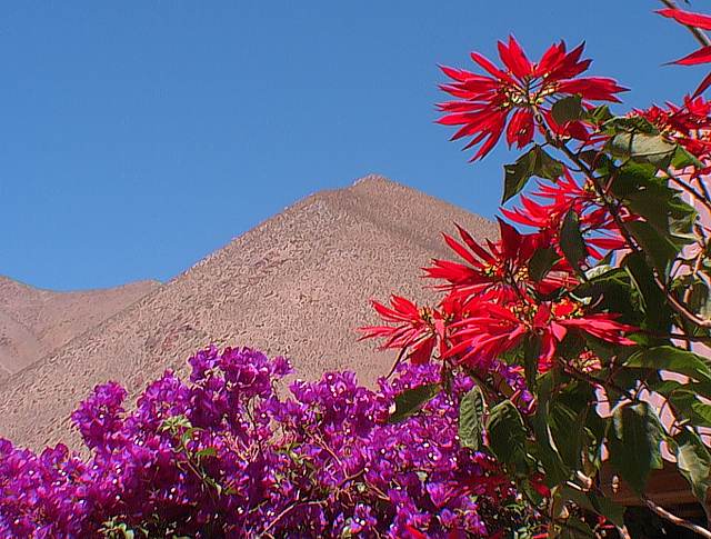 Elqui Pisco printemps fleuri