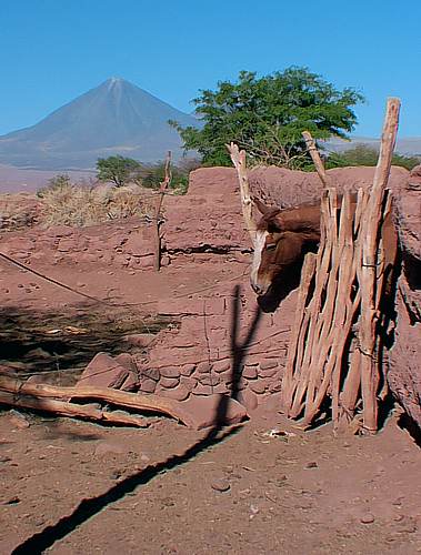 San Pedro cheval au sec