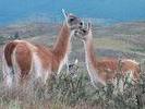 Guanacos en famille
