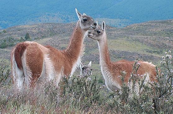 Guanacos en famille