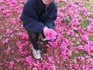NZ tapis de fleurs