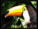 ARG Grand Toucan