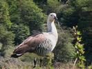 ARG canard de Patagonie