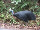 AUS Cassowary