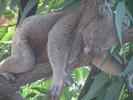 AUS Koala