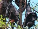 AUS black flying fox