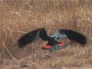 AUS black parrot