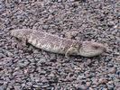 AUS blue tongue lizard