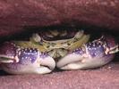 AUS colored crab