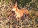 AUS dingo