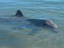 AUS dolphin