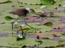 AUS jacana