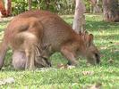 AUS kangourou