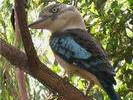 AUS kookaburra