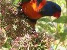 AUS red collared lorikeet