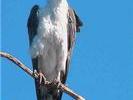 AUS white bellied sea eagle