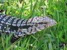 Arg Iguane