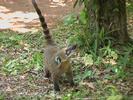 Arg coati