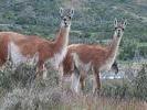 CHILE Guanacos