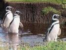 CHILE Magellanes penguins