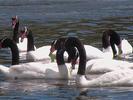 CHILE cygne tete noire