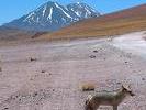 Chile renard des altiplanos