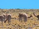Chile troupeau de vicunas