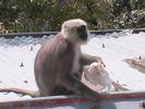 Inde Singe devant hotel