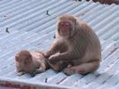 Inde Singe devant l hotel