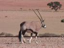 NAM Gemsbok