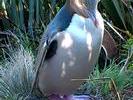 NZ Yellow eyed penguin