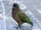 NZ kea