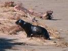 NZ sea lion