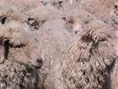 NZ troupeau de mouton