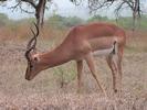 SA Antilope