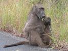 SA Baboon